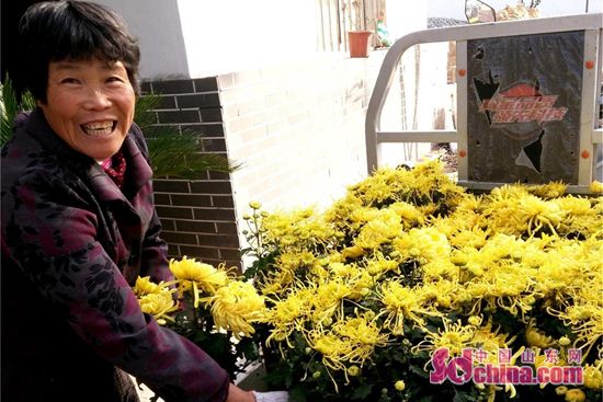 山東臨沂郯城金菊俏銷有訂單 花農寫意映笑臉